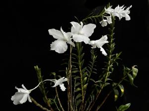 Dendrobium parthenium