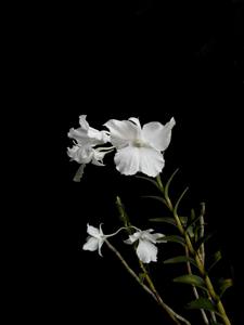 Dendrobium parthenium