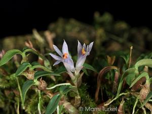 Dendrobium parvulum