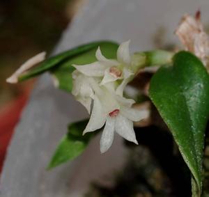 Dendrobium parvulum
