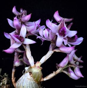 Dendrobium peguanum