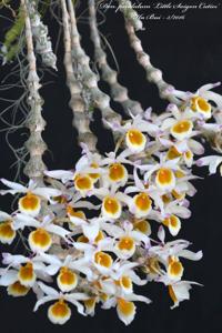 Dendrobium pendulum