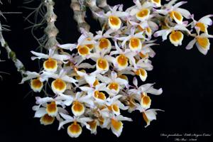 Dendrobium pendulum