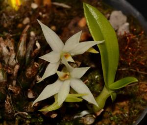 Dendrobium pentapterum