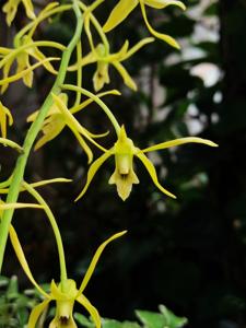 Dendrobium percnanthum