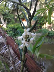 Dendrobium pinifolium