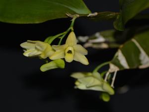 Dendrobium platycaulon