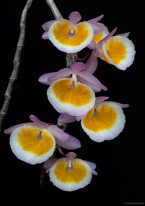 Dendrobium polyanthum