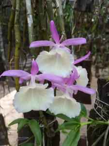 Dendrobium polyanthum