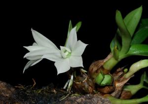 Dendrobium prasinum