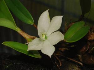 Dendrobium prasinum