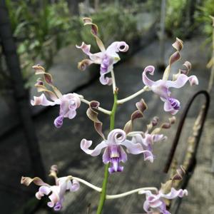 Dendrobium pseudoconanthum