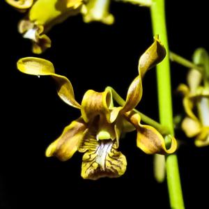 Dendrobium pseudoconanthum