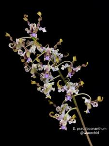 Dendrobium pseudoconanthum