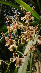 Dendrobium pseudoconanthum