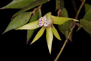 Dendrobium pugioniforme