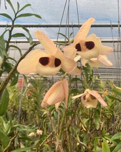 Dendrobium pulchellum