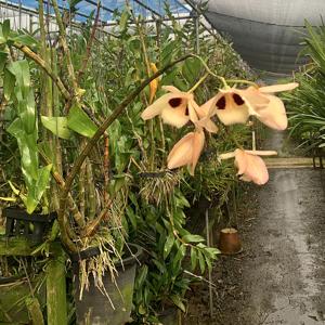 Dendrobium pulchellum