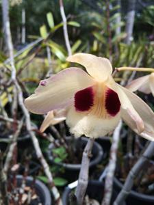 Dendrobium pulchellum