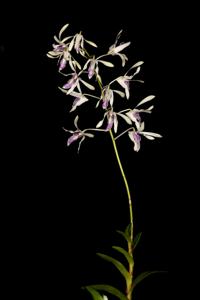 Dendrobium rennellii