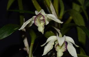 Dendrobium rhodostictum