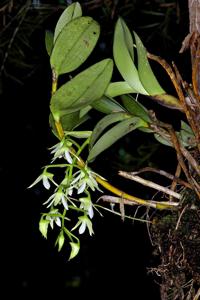 Dendrobium rigidifolium