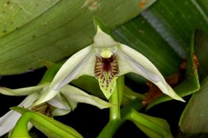 Dendrobium rigidifolium