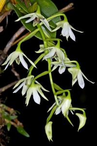 Dendrobium rigidifolium