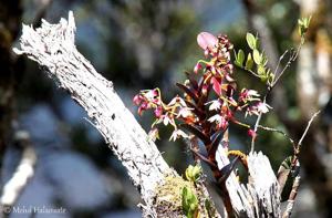 Dendrobium rigidifolium