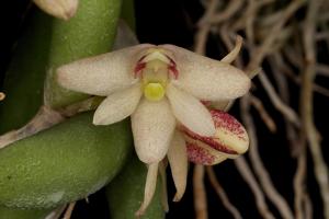 Dendrobium rigidum