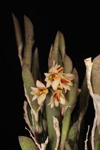 Dendrobium rigidum