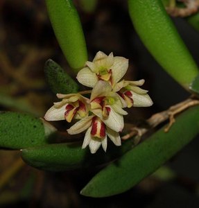 Dendrobium rigidum