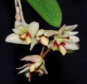 Dendrobium rigidum