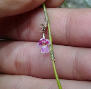 Dendrobium rosellum