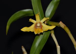 Dendrobium ruckeri