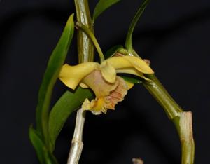 Dendrobium ruckeri