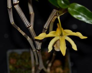 Dendrobium ruckeri