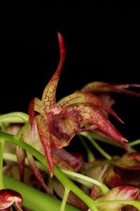 Dendrobium erythraeum