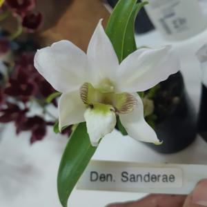 Dendrobium sanderae