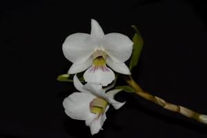 Dendrobium sanderae