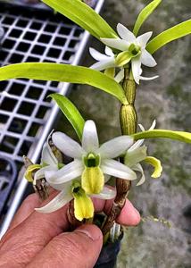 Dendrobium scabrilingue