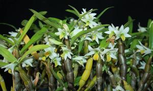 Dendrobium scabrilingue