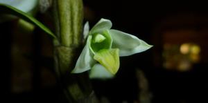 Dendrobium scabrilingue