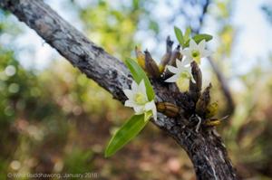 Dendrobium scabrilingue