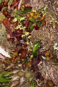 Dendrobium schneiderae