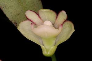 Dendrobium schneiderae