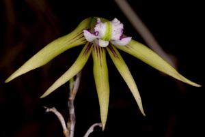 Dendrobium schoeninum