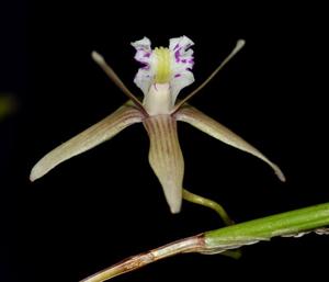 Dendrobium schoeninum