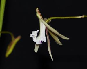 Dendrobium schoeninum