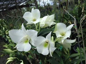 Dendrobium schuetzei